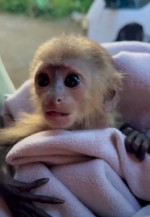 Roztomilé malé kapucínske opice